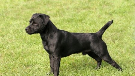 Patterdale Terrier: description of dog breed and maintenance