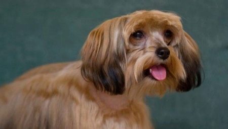 Orchidées de Saint-Pétersbourg: caractéristiques de la race de chien, du tempérament et des soins