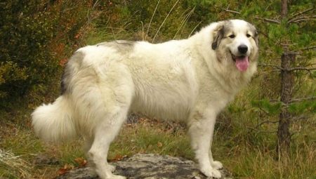 Pyrenean mountain dog: characteristics and breeding
