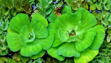 Pistia: types of aquarium plants and content