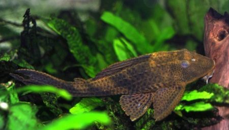 Plekostomus: varieties and rules of maintenance