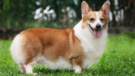 Avantages et inconvénients de la race corgi