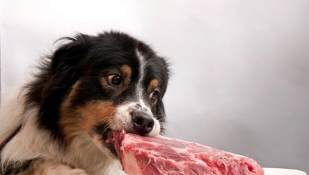 Why shouldn't dogs be given pork?