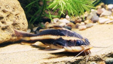 Striped platidoras: characteristics, nuances of care and reproduction