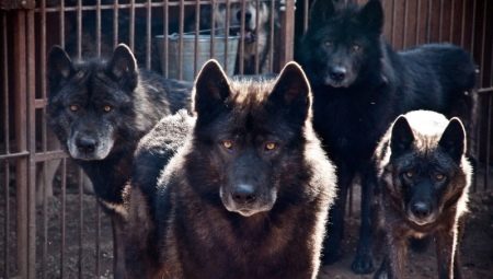 Crossbreeds of a dog and a wolf: features and types