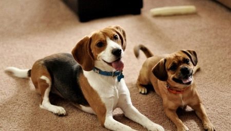 The breeds of the most unpretentious dogs and the rules for their selection