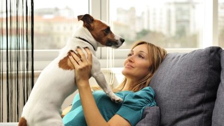 Dog breeds for an apartment: how to choose and keep?