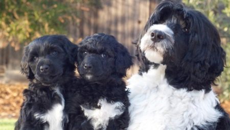 Portuguese Water Dog: breed features and dog care