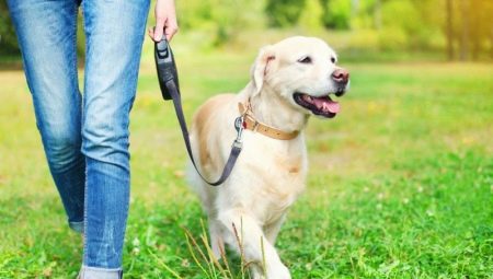Leashes for dogs: what are there and how to choose?