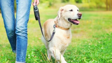Dog Tape Leash: How to Choose and Use?