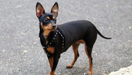 Prague ratter: everything you need to know about the dog breed