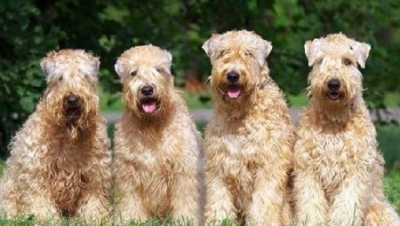 Wheat Terrier: breed description and content
