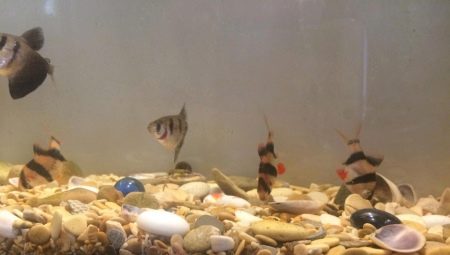 Shells in the aquarium: benefits, harms and recommendations for use