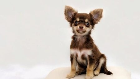Variety of nicknames for small dogs