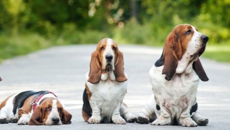 Variety of dog breeds with long ears