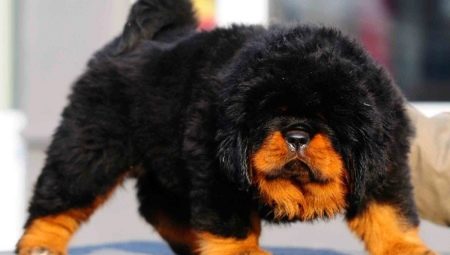 Rare dog breeds