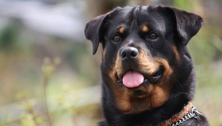 Rottweiler: breed characteristics and keeping rules
