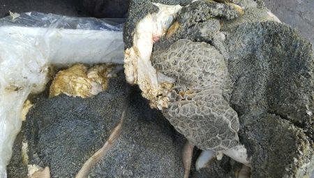 Tripe for dogs: what is it, how to prepare it and how much to give?