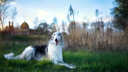 Russian hound sighthound: characteristics, temperament, basics of care