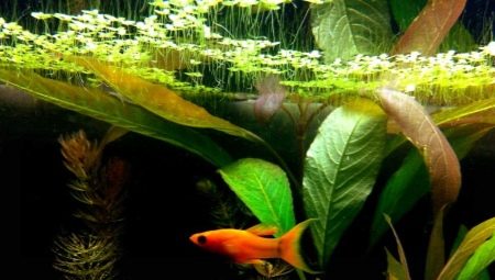 Duckweed σε ένα ενυδρείο: περιγραφή, οφέλη και βλάβες