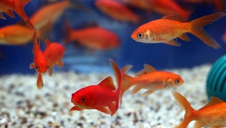 Comet fish: species and content in the aquarium