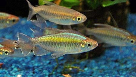 Congo fish: description, rules of keeping, reproduction and compatibility