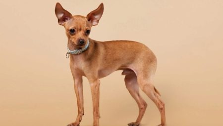 Red toy terriers: description, pros and cons, rules of maintenance