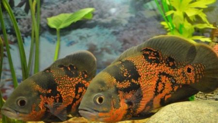 Avec qui vivent les cichlidés dans un aquarium ?