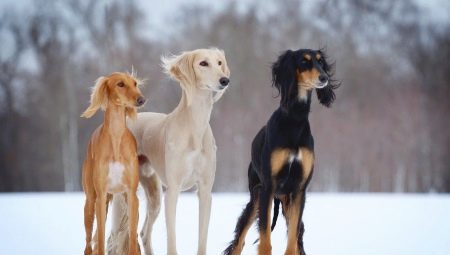 Saluki: characteristics of the breed of dogs, features of care