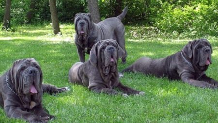 The largest dogs in the world