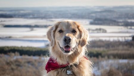 The kindest dog breeds and features of their upbringing