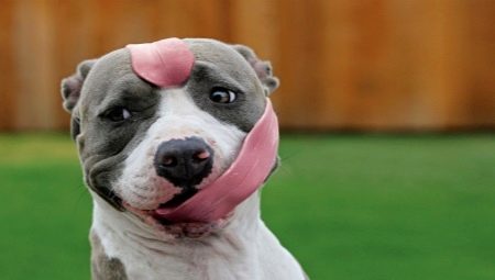 The stupidest dog breeds