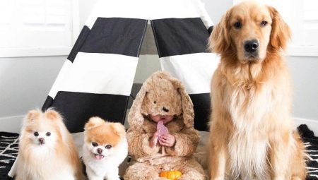 The cutest dogs: common traits, top best breeds, choice and care