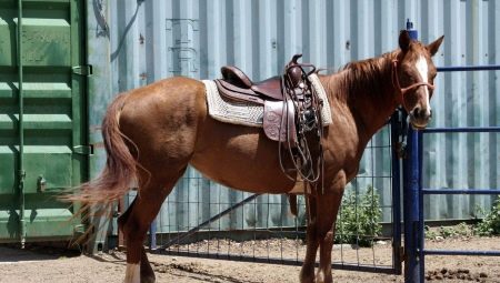 Horse saddle: how to choose and wear?