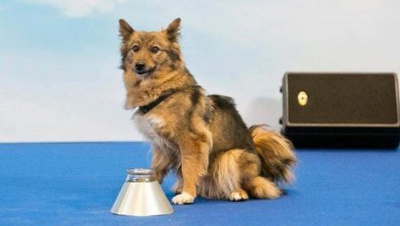 Shalaika: description of the breed, character of dogs and their content