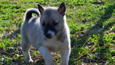 Laika puppies in 1-2 months: characteristics, nutrition, walks and training