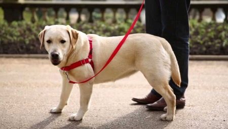 Harnesses for dogs: description of the species, how to select the size and train the dog?