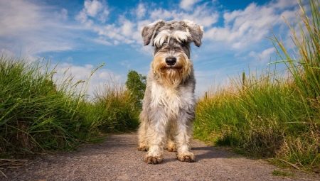 Schnauzers: περιγραφή των φυλών, των τύπων και των αποχρώσεων του περιεχομένου