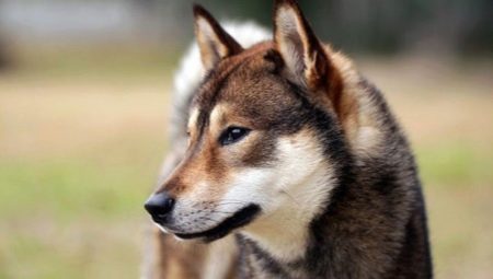 Shikoku: features of the breed and cultivation