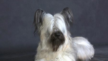 Sky terrier: description, character, feeding and care