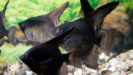Black scalar: what do fish look like and how to care for them?