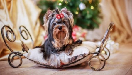 De combien d'années vivent les Yorkshire terriers et de quoi cela dépend-il ?