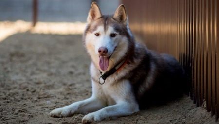 How many years do dogs live and what does it depend on?