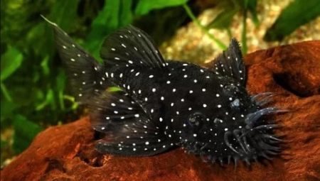 Combien de temps vivent les poissons-chats d'aquarium et pourquoi cela dépend-il ?