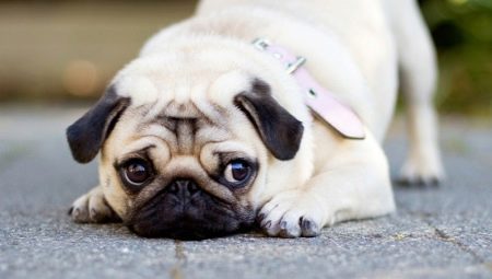 How long do pugs live and what does it depend on?