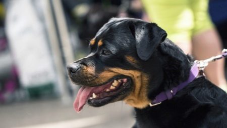 How long do Rottweilers live and what does it depend on?