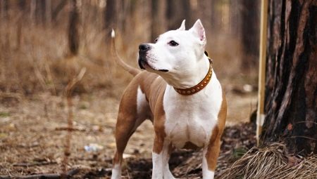 How long do Staffordshire Terriers live and what does it depend on?