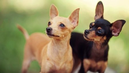 How long do toy terriers live and what does it depend on?
