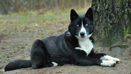 Mestizo dogs: description and content