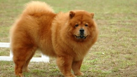 Dogs that look like bears